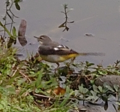 Motacilla cinerea