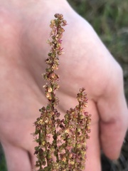 Rumex hastatulus