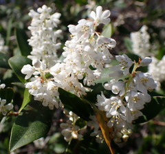 Cliftonia monophylla