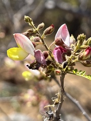 Coursetia glandulosa