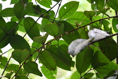 Diospyros guianensis