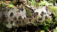 Biscogniauxia marginata