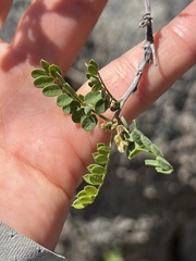 Coursetia glandulosa