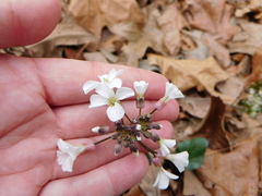 Cardamine bulbosa