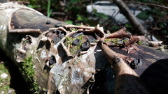 Biscogniauxia marginata