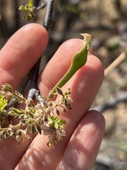 Coursetia glandulosa