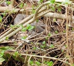 Nerodia sipedon pleuralis