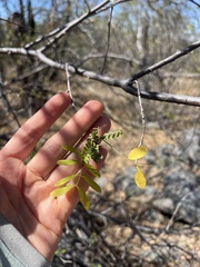 Coursetia glandulosa