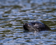 Phoca vitulina