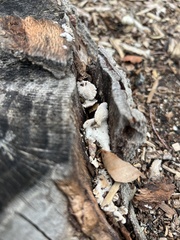 Schizophyllum commune