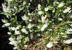 Cliftonia monophylla