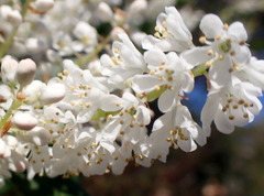 Cliftonia monophylla