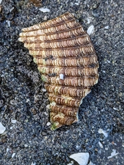 Clinocardium nuttallii