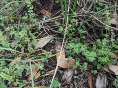 Galium virgatum