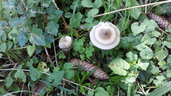 Amanita umbrinolutea