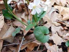 Cardamine bulbosa