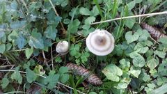 Amanita umbrinolutea