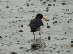 Haematopus ostralegus