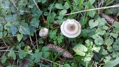 Amanita umbrinolutea