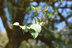 Celtis tala