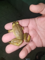 Lithobates