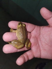 Lithobates