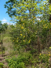 Piscidia carthagenensis