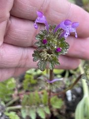 Lamium amplexicaule