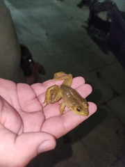 Lithobates