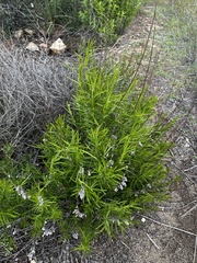 Trichostema lanatum