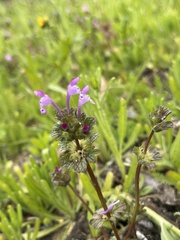 Lamium amplexicaule