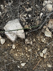 Calochortus plummerae