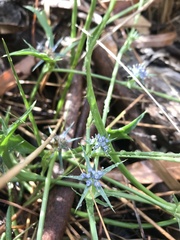 Eryngium vesiculosum