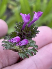 Lamium amplexicaule