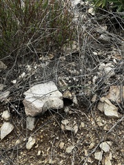 Calochortus plummerae
