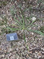 Yucca rupicola