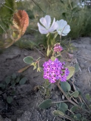 Abronia villosa