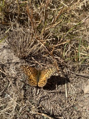 Euptoieta claudia
