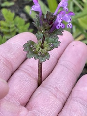 Lamium amplexicaule