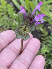 Lamium amplexicaule