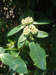 Guapira floribunda