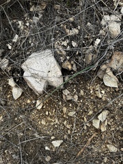 Calochortus plummerae