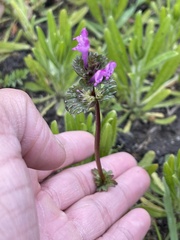 Lamium amplexicaule