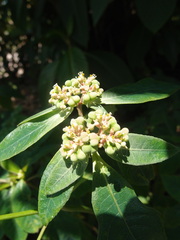 Guapira floribunda