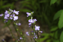 Nuttallanthus canadensis