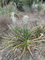 Eryngium horridum