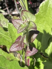 Sairocarpus pusillus