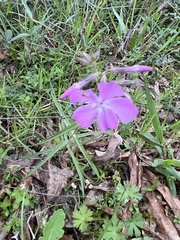 Phlox pilosa