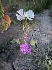 Abronia villosa