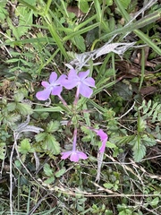 Phlox pilosa